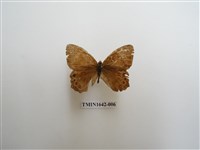 藏品(深山黛眼蝶)的圖片